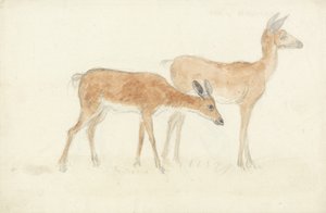 Cerf américain